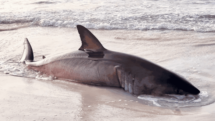Massive 15-foot Great White Shark Washes up on Florida Beach (1,500 pounds)