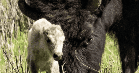 Montana Photographer Captures &lsquo;mind-blowing&rsquo; Images of Rare White Bison Born at Yellowstone