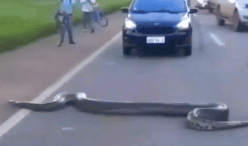 Massive 25-Foot Anaconda Halts Traffic in Brazil Caught on Camera