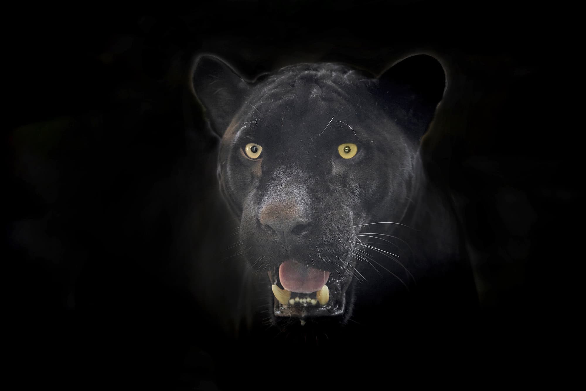 Black panther