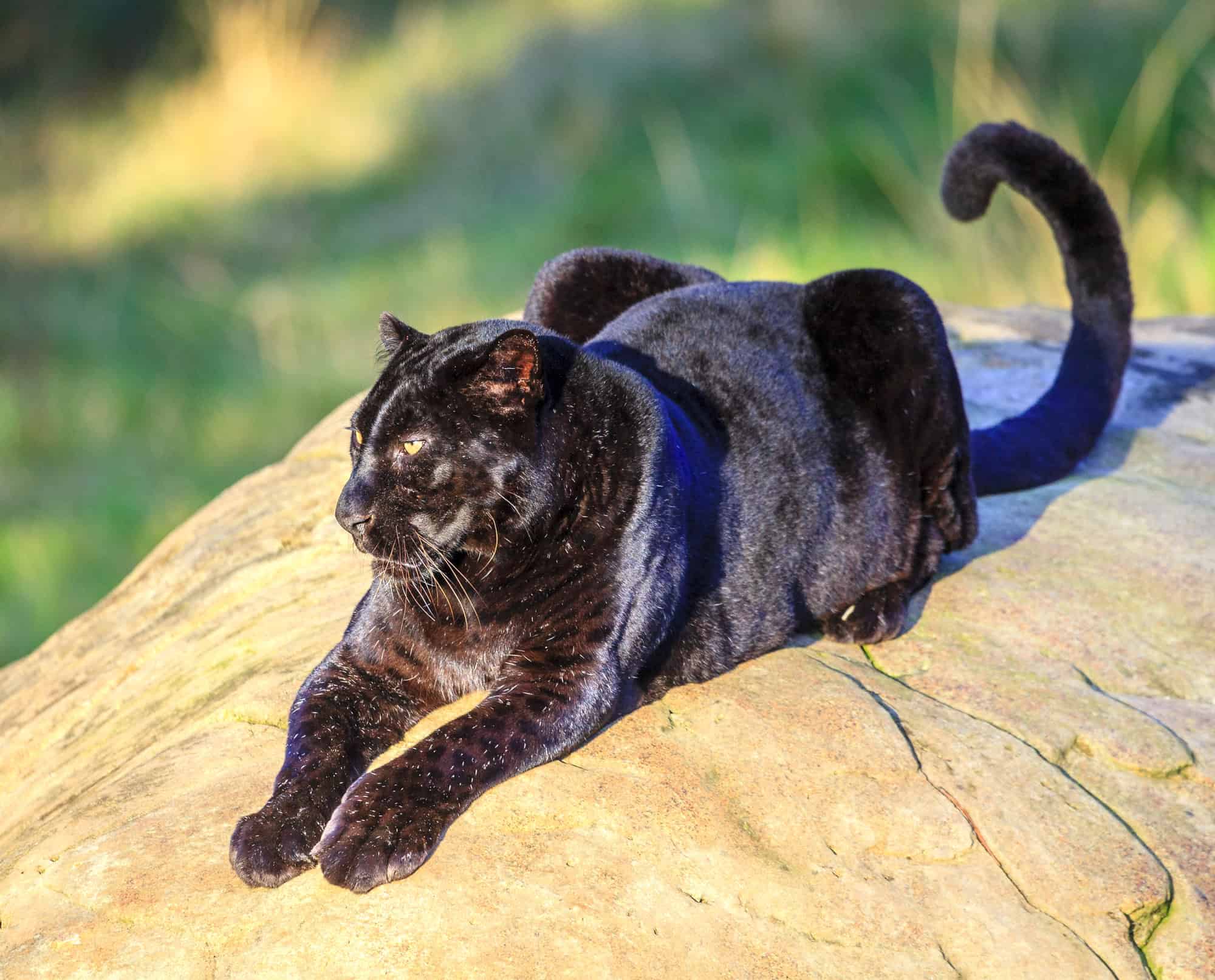 Black panther