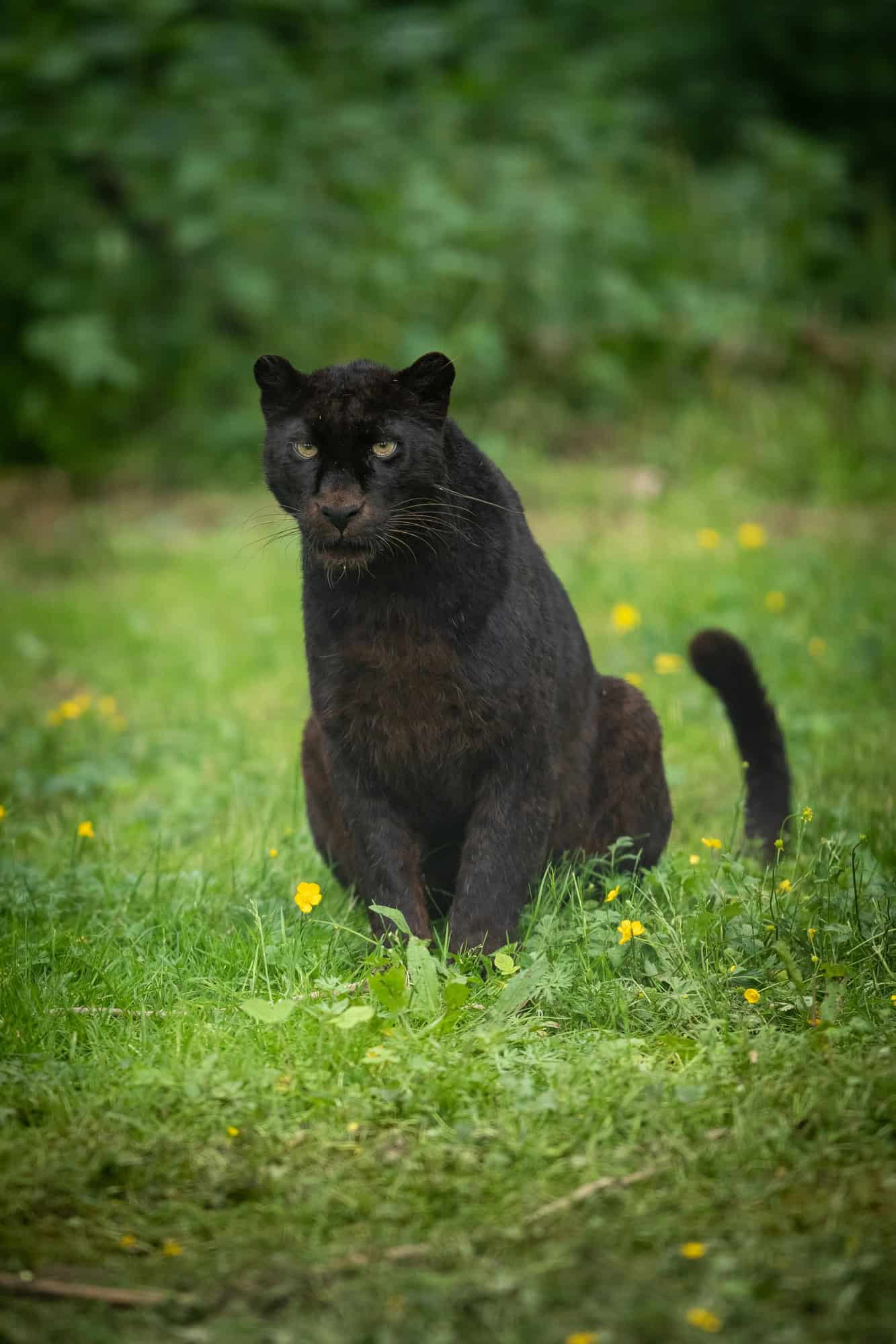 Black panther