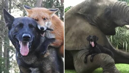 Top 10 Unusual Animal Friendships