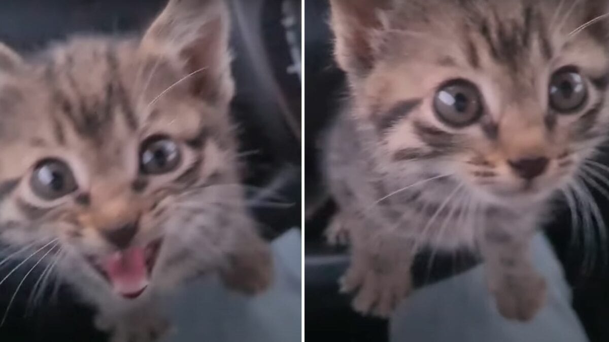 Kitten Blocked My Wheel Asking For Help