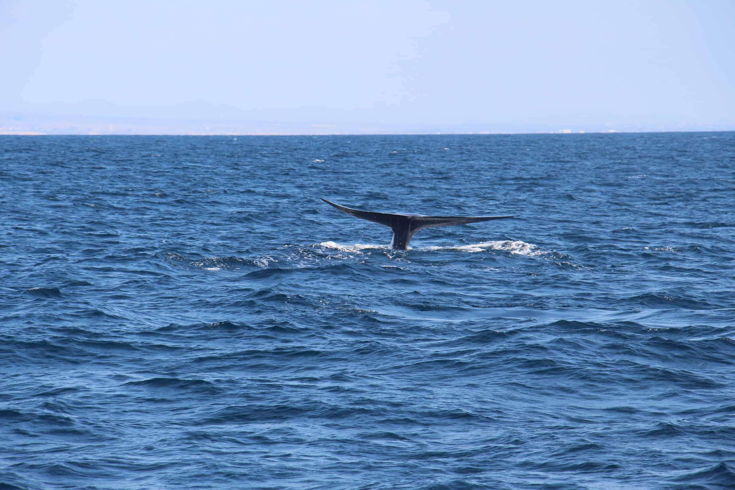 Het grootste wezen ter wereld, de blauwe vinvis - Dieren over de hele