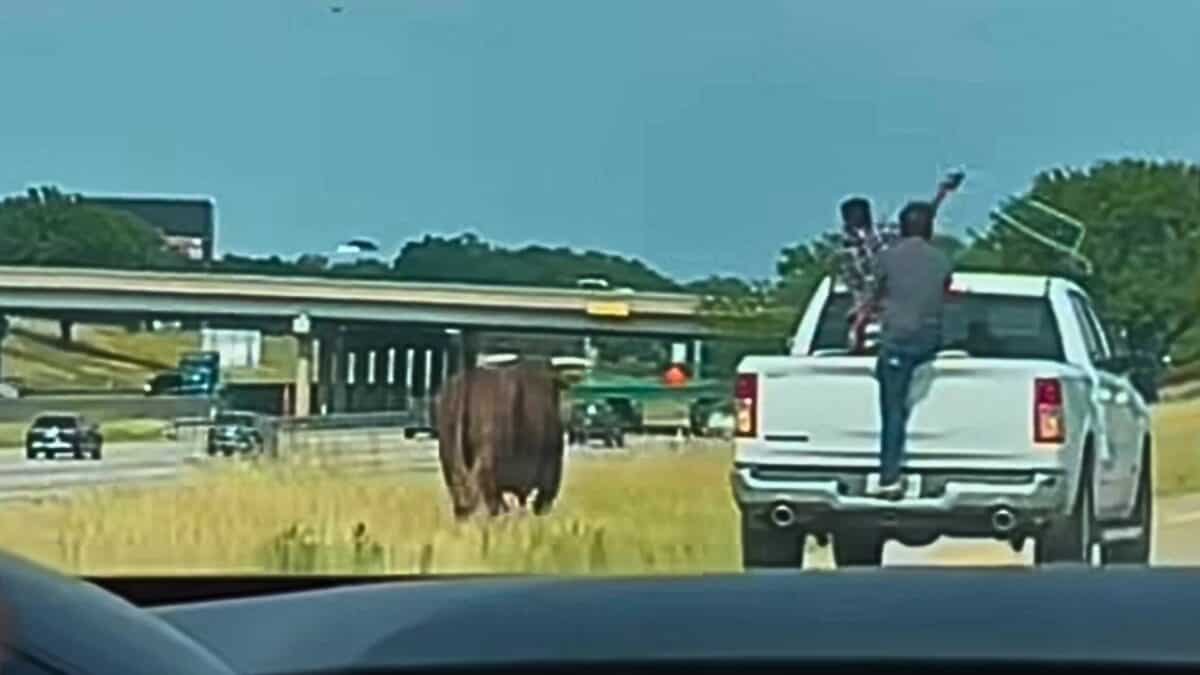 Entlaufener Bulle bei 635 in Dallas durch spektakuläres Lassofangen eingefangen