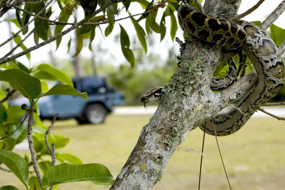 The Largest Python Ever Captured in Florida’s Everglades - Animals ...