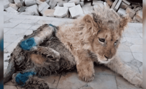 Rescued Baby Lion Makes a Miraculous Recovery