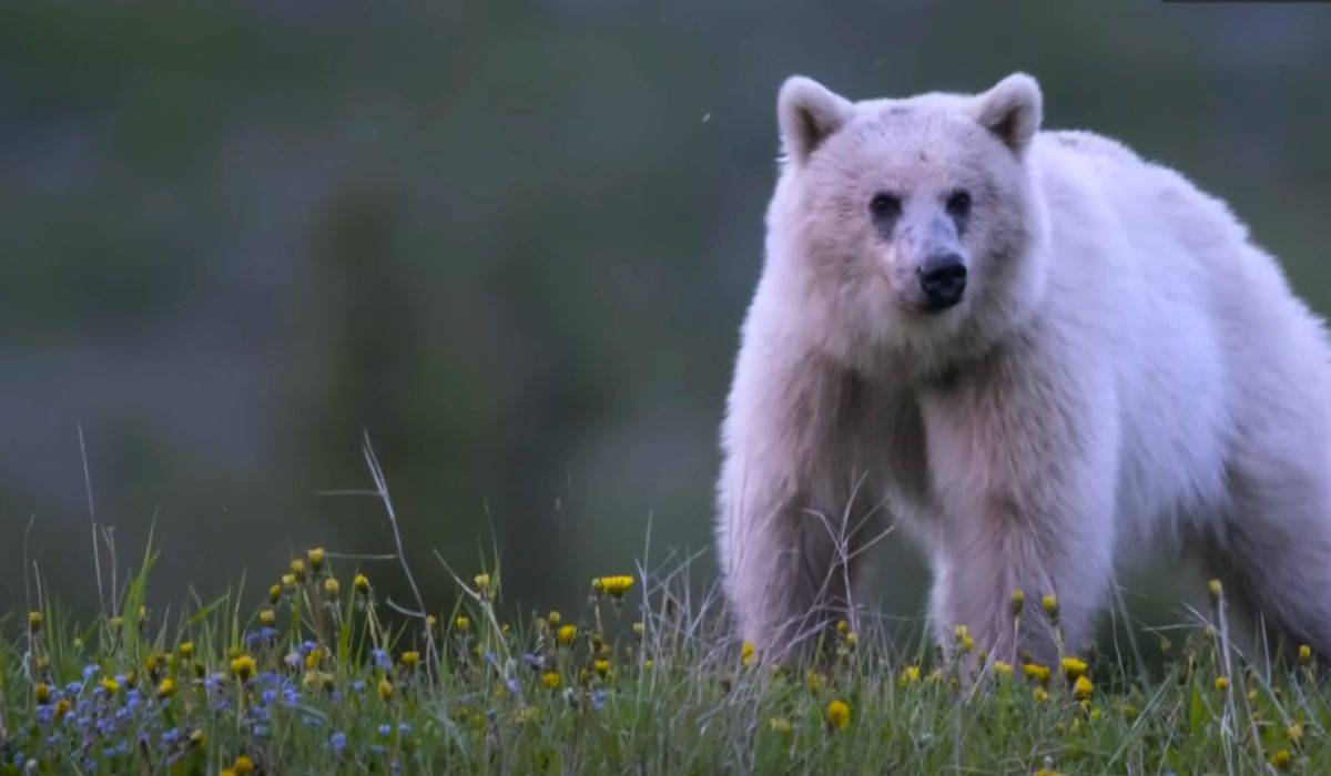 rare white grizzly bear dies in car accident