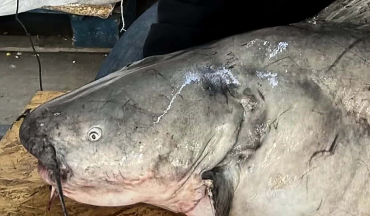 girl breaks record of biggest catfish