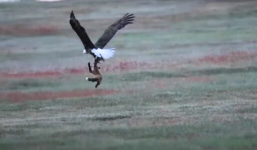 The Epic Moment When an Eagle Snatches Up a Fox to Battle for Its Prey Mid-Air