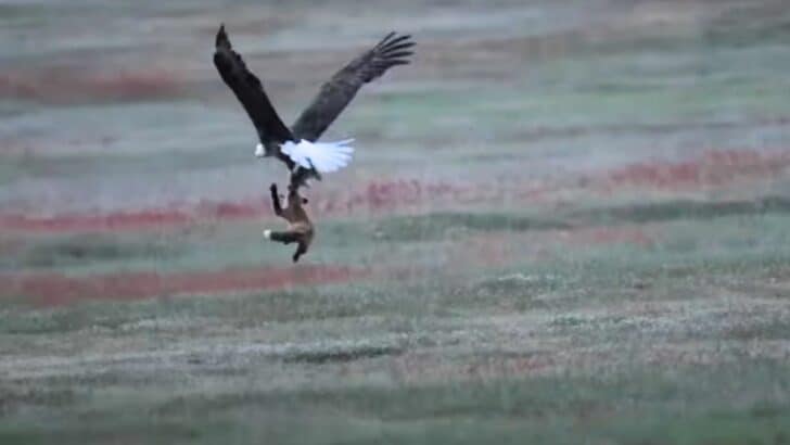 The Epic Moment When an Eagle Snatches Up a Fox to Battle for Its Prey Mid-Air
