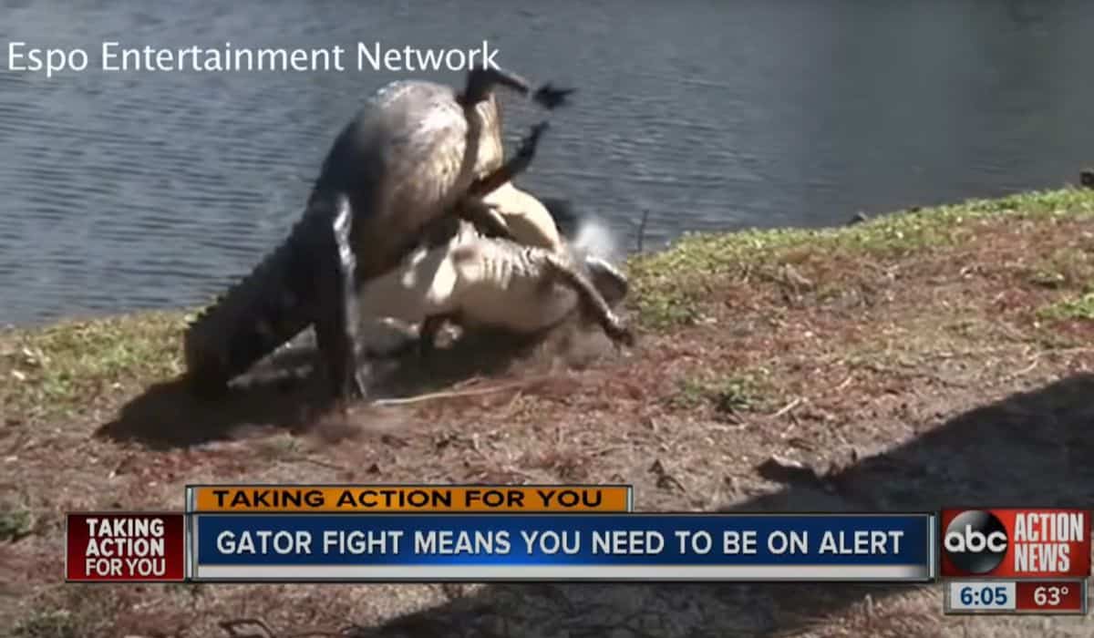alligators fight over territory