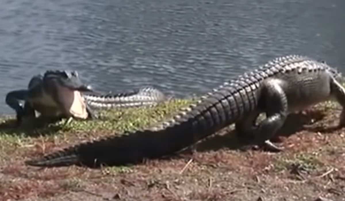 alligators fight over territory