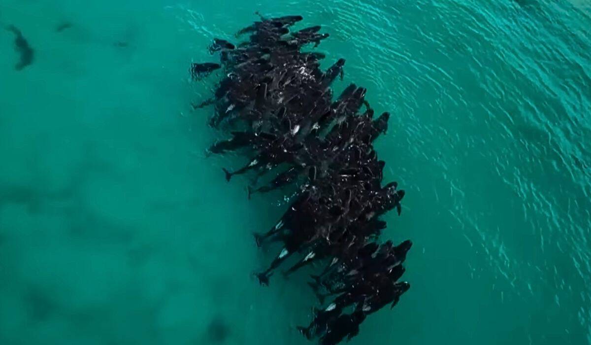 whales die after being stranded