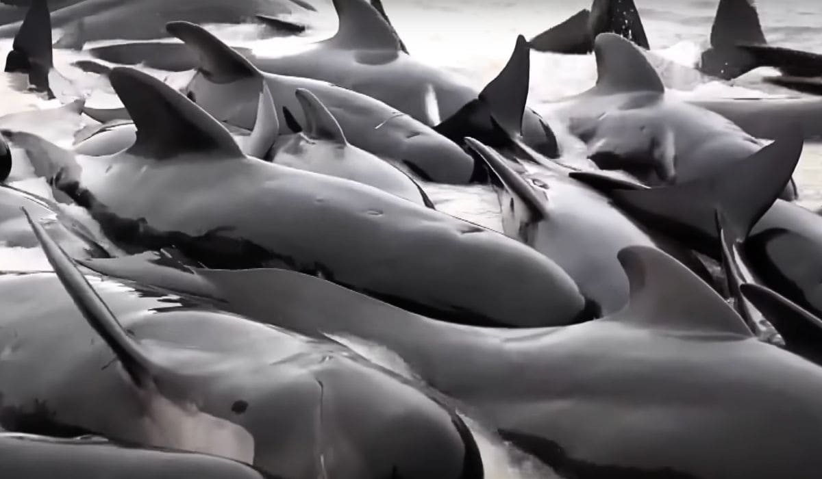 whales die after being stranded