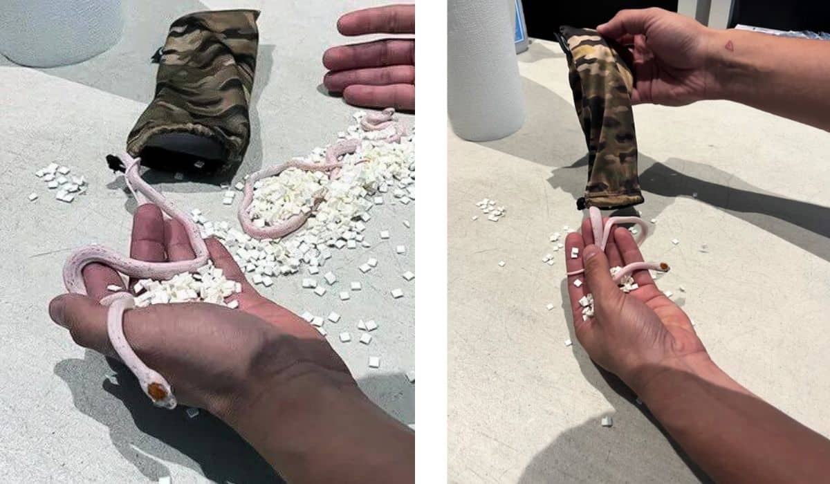 man keeping snakes in his pants