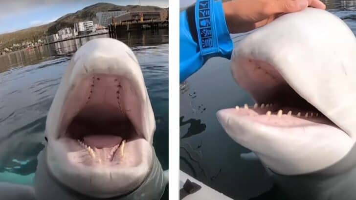 Incredibly Lucky Kayaker Makes Friends with Cheeky Beluga Whale