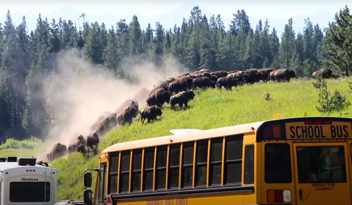 bison stampede yellowstone