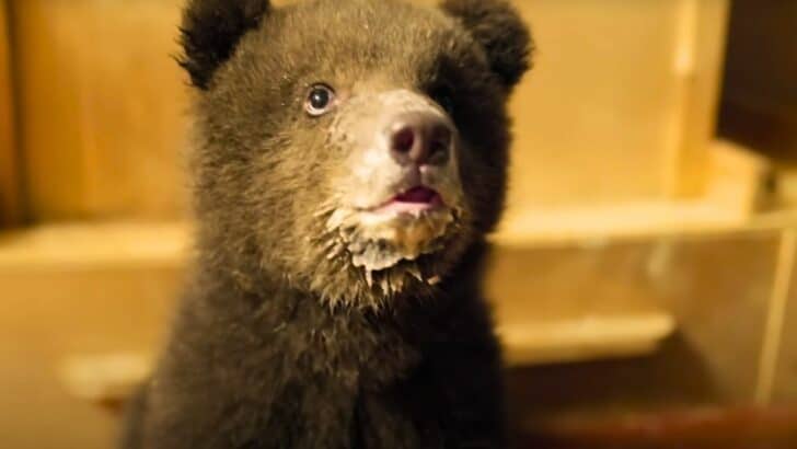 Bear Rehabilitator Teaches Adorable Bear Cubs to Drink Porridge From a Bowl