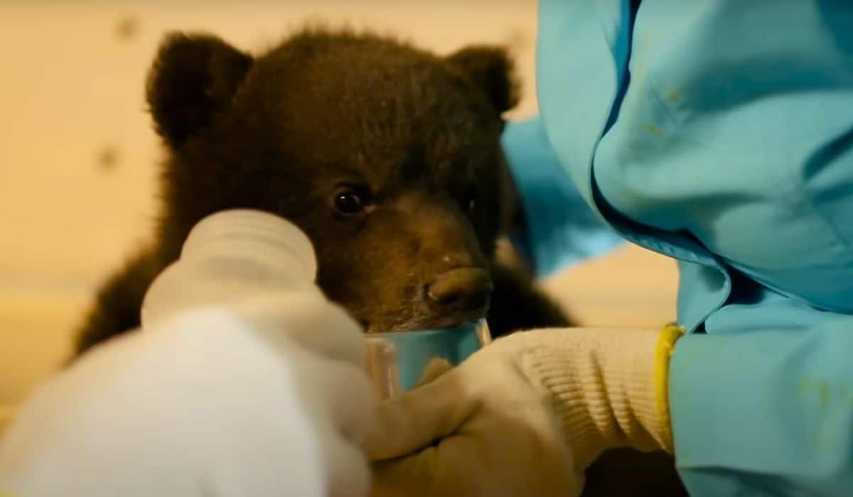 bear cubs drink porridge 