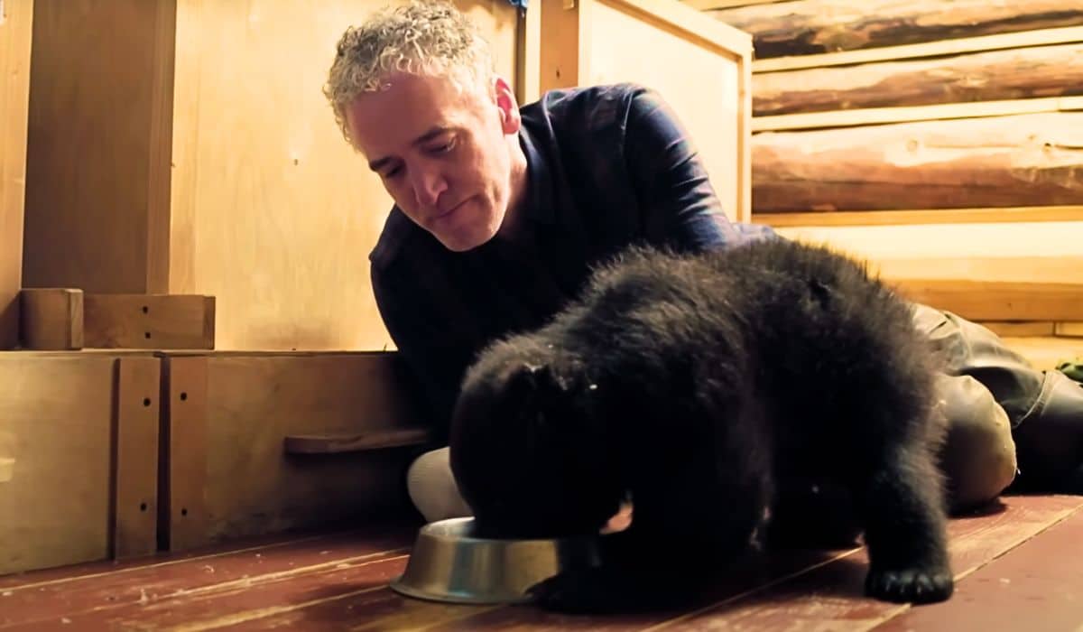 bear cubs drink porridge 