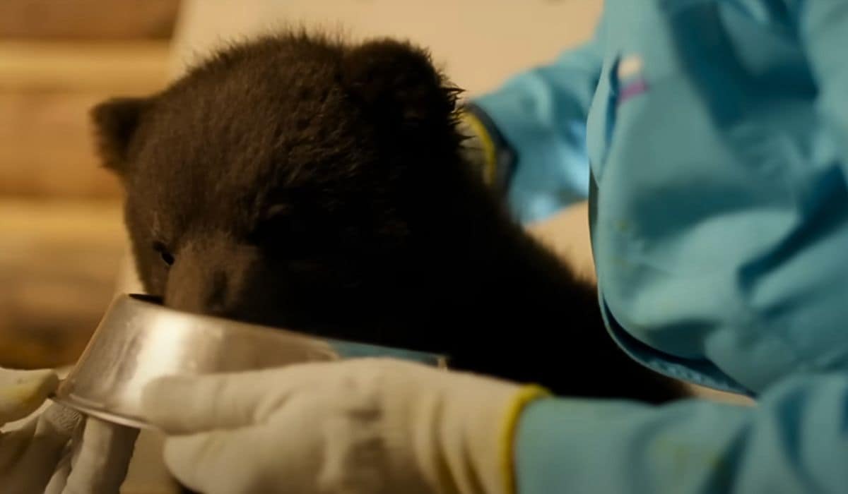 bear cubs drink porridge 