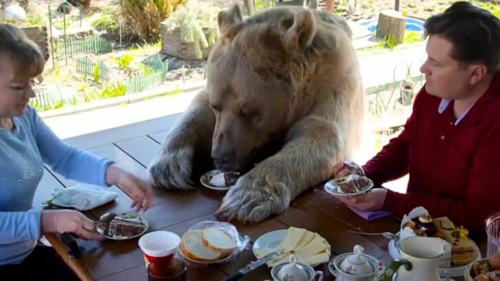 Watch This Man Eating Breakfast with His Pet Bear