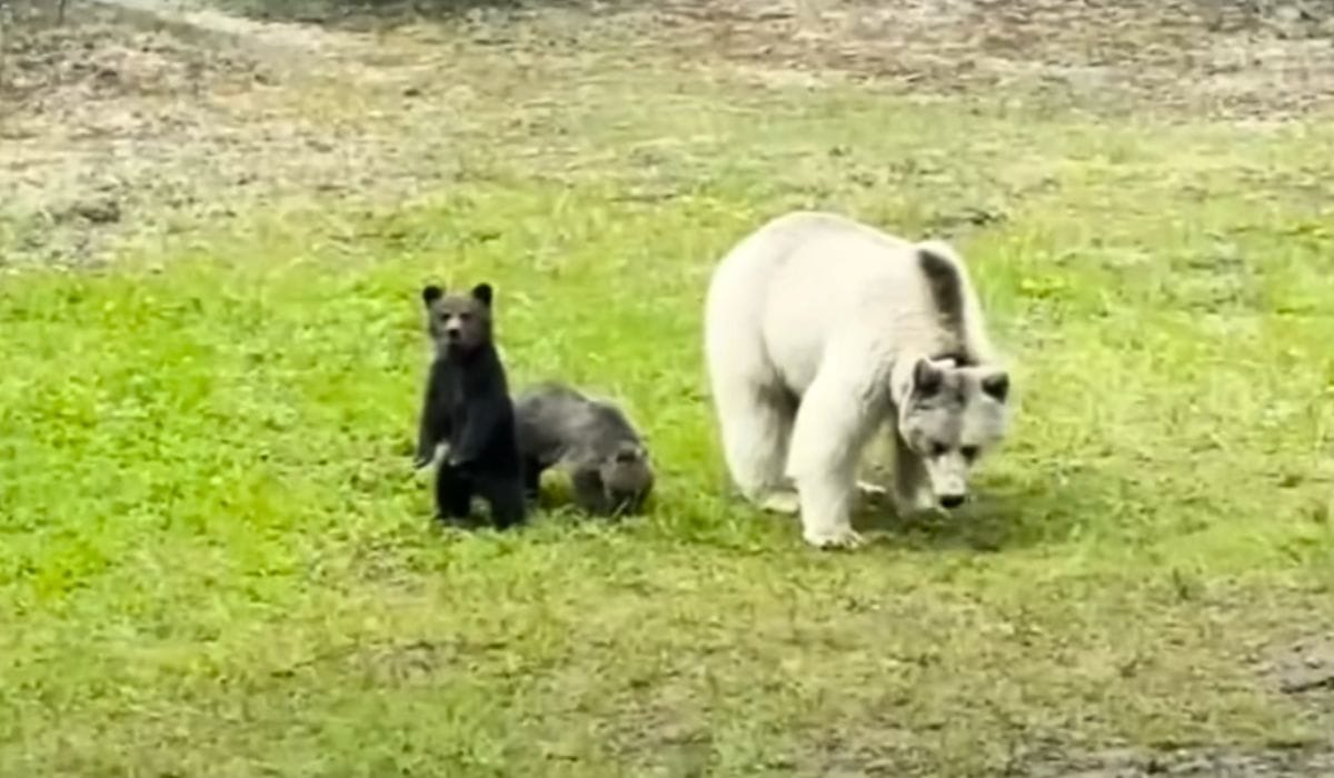 rare white grizzly bear dies in car accident