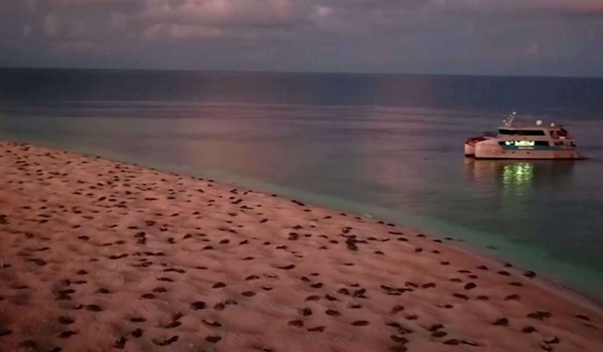 one of the largest turtle migrations captured on camera