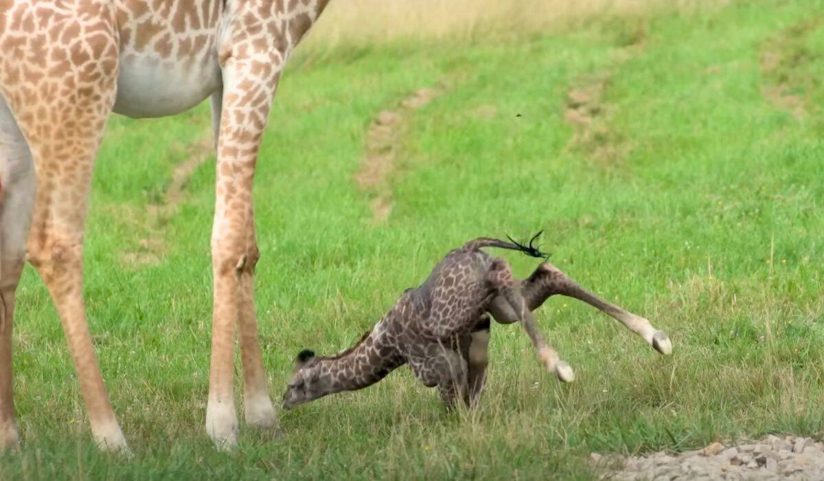 baby giraffe takes its first steps