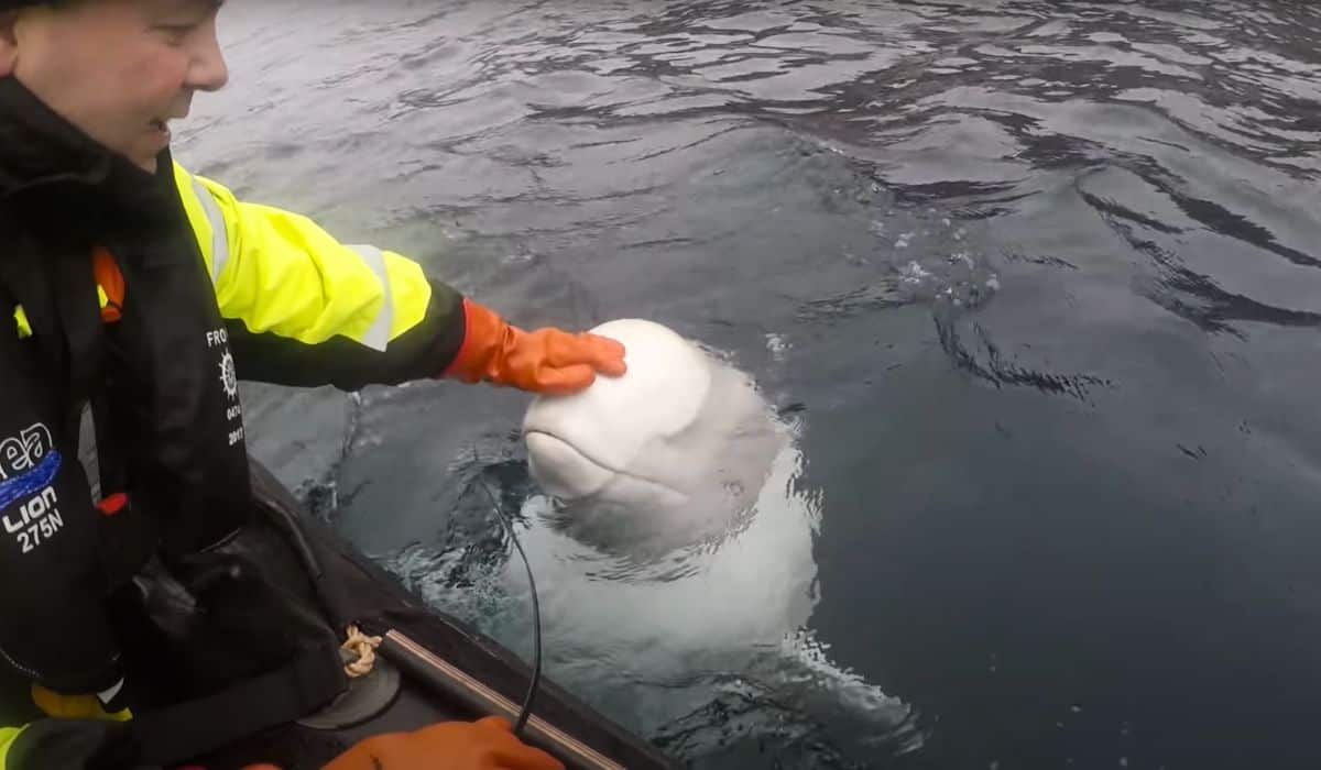 beluga whale with harness
