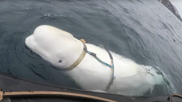 Norwegian Researchers Save Friendly Beluga Whale Wearing a Harness (Possibly an Undercover Spy)