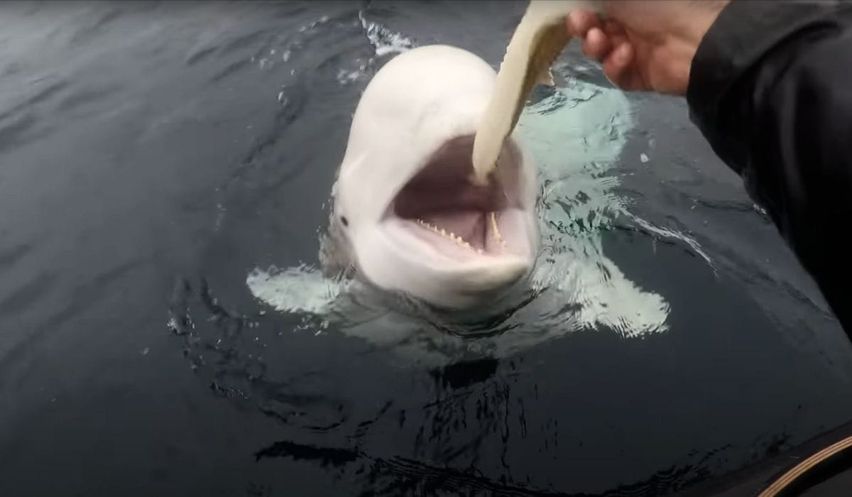 beluga whale with harness
