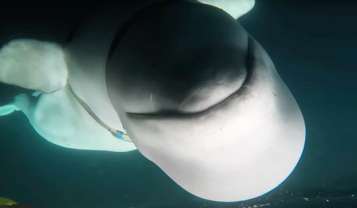 beluga whale with harness
