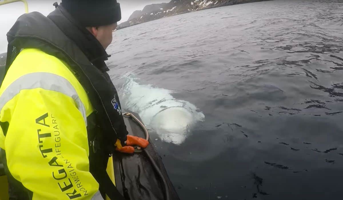 beluga whale with harness