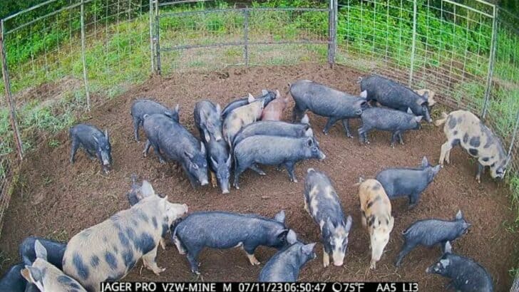 Couple Capture over 160 Hogs with Clever New Trap