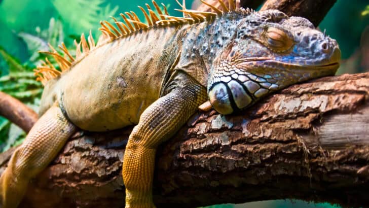 7 Animals That Live in Places You’d Least Expect