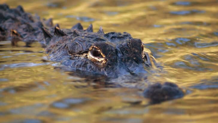 Alligators And Snakes Found In Florida Homes After Hurricanes