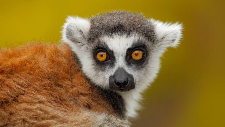 Young Lemurs Sing Like Children, and It’s a Beautiful Clue to Our Musical Roots