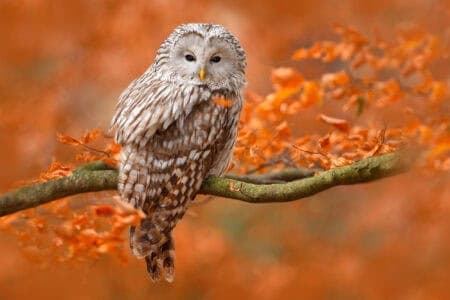 23 Mind-Blowing Wildlife Images of Owls (Proving Why They’re the Coolest Birds on Our Planet)