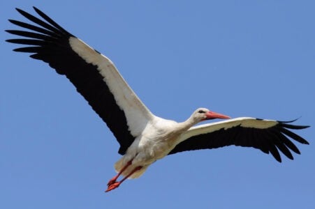Stork reappearance after 600 years!