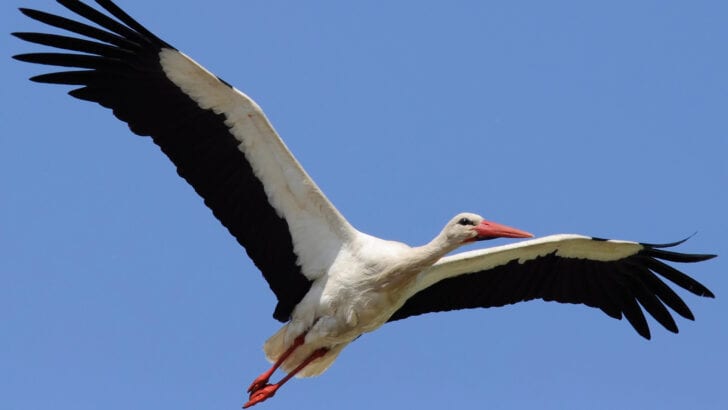 Stork reappearance after 600 years!