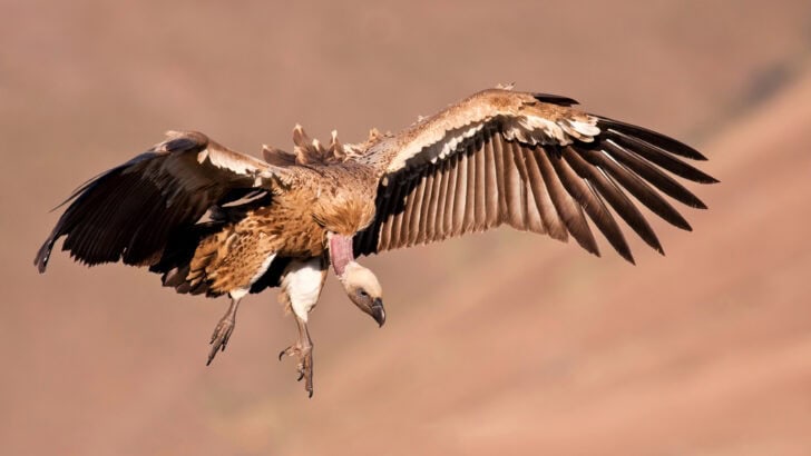 This Bird Species Just Started Using Tools—Here’s Why