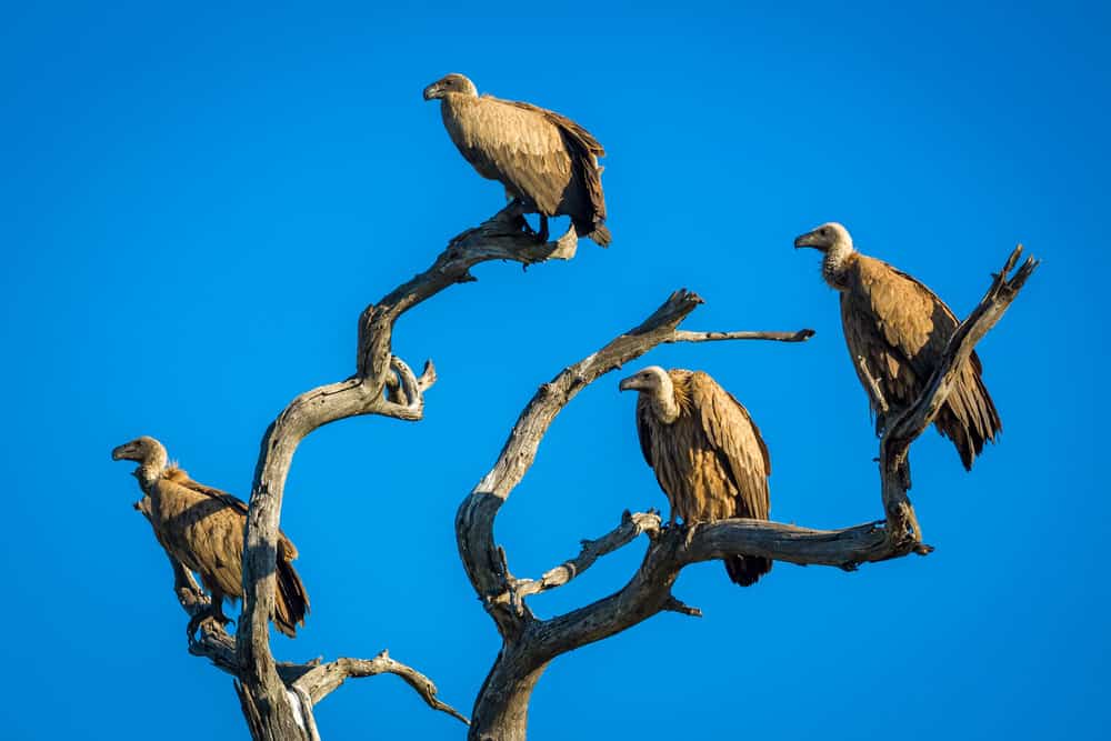 vultures