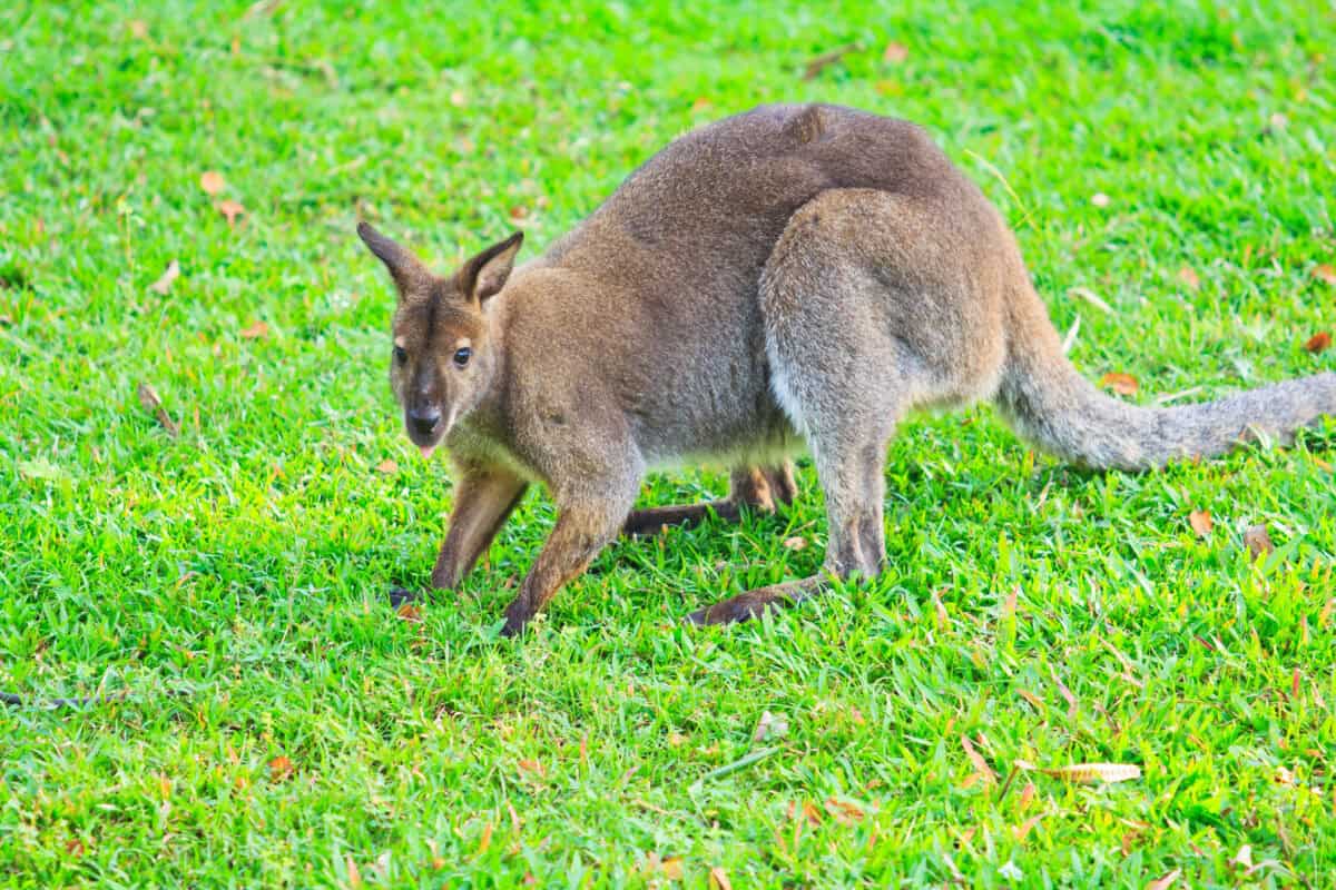Kangaroo