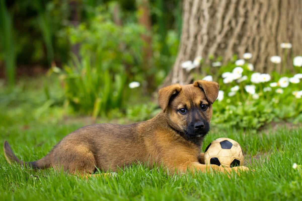 dog in garden