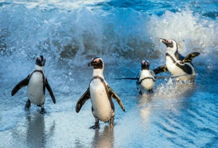 How Emperor Penguins Mate and Raise Their Chicks in the Harsh Antarctic