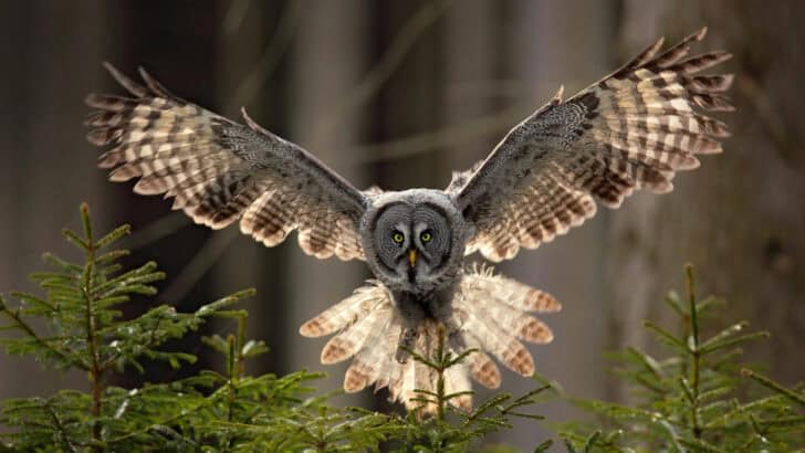 How The Master of Silent Flight Hunts Undetected