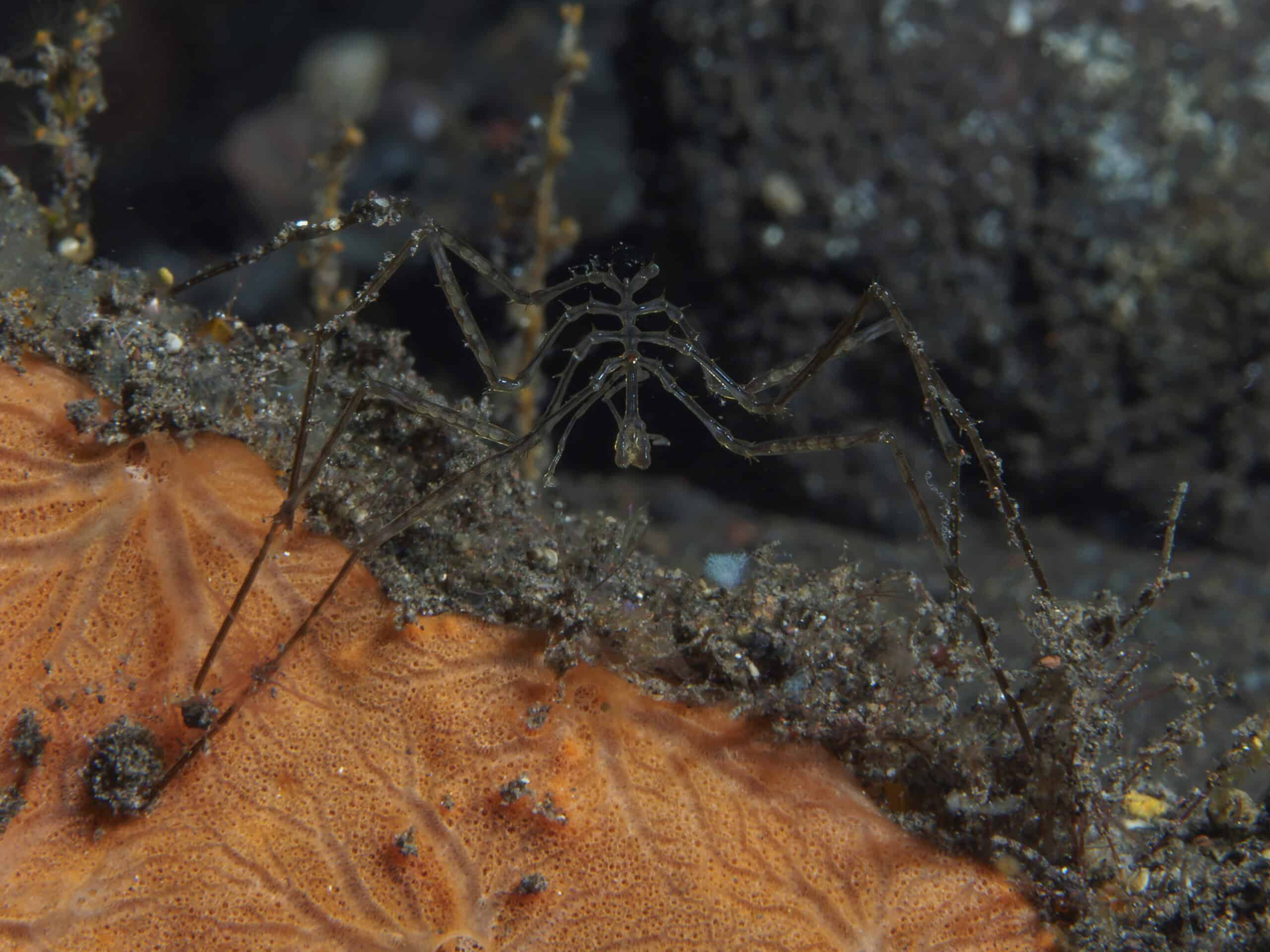 sea spider